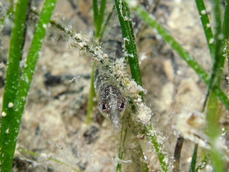 Syngnathus abaster
